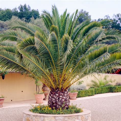 canary island date palm seeds|phoenix canariensis vs dactylifera.